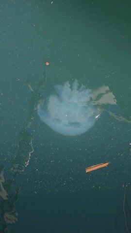 The video shows a jellyfish in a body of water, likely a lake or pond. The water is a murky green color with small debris and leaves floating on the surface. The jellyfish is translucent and appears to be pulsating slightly in the water. There are no people visible in the video. The camera is stationary and focused on the jellyfish.