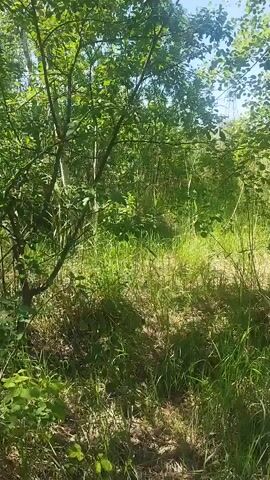 The video shows a camera moving through a wooded area. Sunlight filters through the green leaves of trees and other vegetation. The ground is covered with grass, leaves, and some fallen branches. The camera appears to be moving at eye level, giving the impression of someone walking through the woods. The overall impression is one of a natural, uncultivated environment on a bright day.
