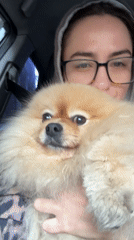 Woman holds Pomeranian dog in car in Krasnoyarsk