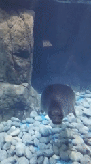 Inside a Russian oceanography museum: seals, MIR-1, and Arctic exhibits