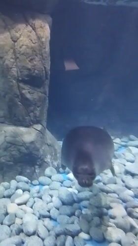 Inside a Russian oceanography museum: seals, MIR-1, and Arctic exhibits