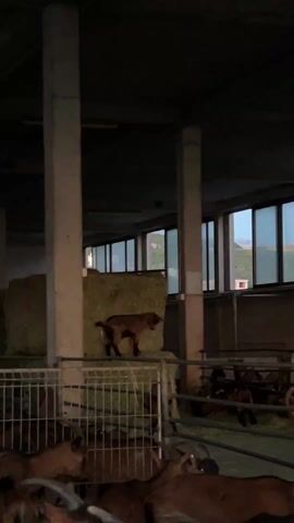 The video shows a goat standing on a bale of hay in a barn. The barn is dark, with rows of windows on the right side. There are several columns in the barn. In the foreground, there is a fence with a group of goats inside. The goat on the hay bale is brown.  It appears to be a young goat. In the background, outside of the windows, there are mountains and a building. The goat seems to be bleating.