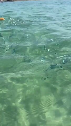 The video shows a school of fish swimming in clear, shallow water. The fish are mostly small and silver, with some appearing to have darker stripes. Sunlight glints off the water's surface, creating a shimmering effect. In the background, the blurry shapes of rocks and a few people can be seen near the shore. The water appears to be a greenish hue.