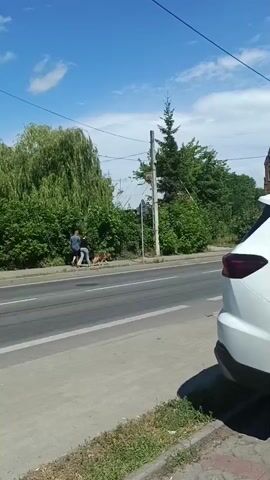 This media file shows a daytime scene on a sunny day in Ostrów Mazowiecka, Poland. The focus is on a sidewalk next to a road with two lanes. A white car is parked on the right side of the frame, partially obscuring the view of the road and sidewalk.

On the sidewalk, two people are walking with what appear to be two dogs. The person on the left is wearing a blue and white striped t-shirt and dark shorts. The person on the right is wearing a dark top and grey pants. One of the dogs is larger and brown, and the other is smaller and darker. They are walking away from the camera, towards the left of the frame.

Behind the sidewalk is a lush green area with dense bushes and trees, including a large weeping willow on the left and a tall evergreen tree near a utility pole. A utility pole with some equipment attached stands prominently in the background. There are also hints of buildings with metal roofs visible through the trees. The sky is blue with some scattered white clouds, suggesting pleasant weather. The overall atmosphere is that of a casual walk in a semi-urban or suburban environment. No visible text is present in the frame.