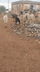 Daily life scenes documented across Bukuru, Nigeria during afternoon hours