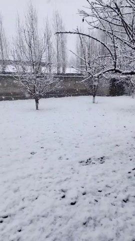 The scene is a winter landscape. Snow covers the ground and clings to the bare branches of trees.  In the background, there's a wall, possibly made of brick or stone.  The snow is falling steadily, creating a blurred, hazy effect in the distance. There is no visible human presence or animal activity. The setting appears calm and still.
