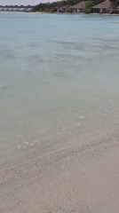 Morning scenes captured in Huraa: shark, rain, beach