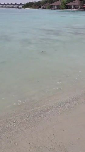 Morning scenes captured in Huraa: shark, rain, beach