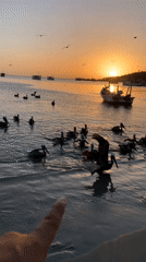 Sunset pelicans and coastal life captured in Juan Griego