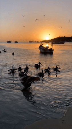 Sunset pelicans and coastal life captured in Juan Griego