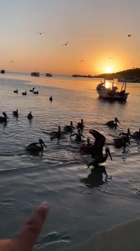 Sunset pelicans and coastal life captured in Juan Griego
