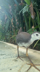 Waterbirds forage on concrete surfaces in Kuta Selatan, Indonesia