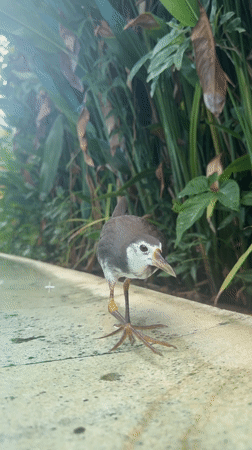 Waterbirds forage on concrete surfaces in Kuta Selatan, Indonesia