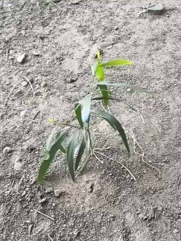 The video shows a small plant with green leaves growing out of dry, grayish soil. The plant has several stems and roots that are visible above the soil. The lighting appears to be natural, and the scene is outdoors. There are no people or animals visible in the video. The camera is stationary, and the video is very short, only a few seconds long.