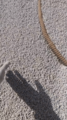 Person handles mysterious spherical pellets in Russia