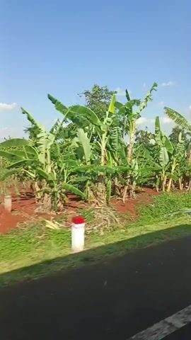The video displays a side view of a roadside landscape under a bright blue sky with scattered clouds. On the left side of the screen, rows of banana trees are visible, with their large green leaves stretching upwards. The ground in this area is covered with reddish-brown soil and patches of green grass. A white and red striped marker post stands near the edge of the road. The scene transitions to show a dense growth of various green trees and bushes, obscuring the view beyond. Further along, palm trees and other types of vegetation are seen behind a white fence with posts. The camera continues to move, revealing more agricultural land with rows of trees and cultivated fields, interspersed with more greenery and the characteristic marker posts. The overall impression is of a rural setting with extensive plant cultivation.