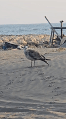 Sardines, cold beer, and a seagull on a Málaga beach
