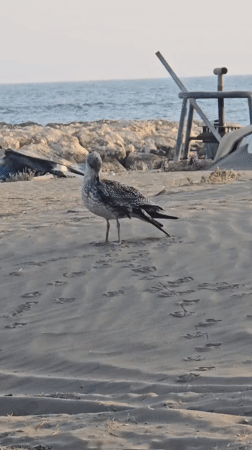 Sardines, cold beer, and a seagull on a Málaga beach