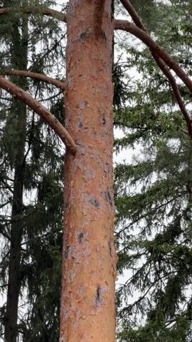 The video shows a close-up, upward view of the trunk of a pine tree. The bark is reddish-brown and appears flaky in places, revealing darker patches underneath. Several branches extend from the trunk, some with visible needles. The background is blurred, showing more evergreen trees and a pale, overcast sky. The camera slowly pans up the trunk.