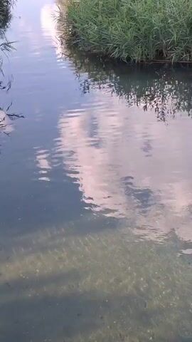 The video shows a narrow stream flowing through a natural environment. The water is clear, with the bottom visible in some areas, revealing sand and small rocks. The banks of the stream are lined with dense green vegetation, primarily tall grasses and reeds. Reflections of the sky, including white clouds, are visible on the surface of the water. In the background, a dense forest of trees can be seen, with some trees displaying yellow foliage, suggesting it might be late summer or early autumn. The sun appears to be shining, casting dappled light on the scene. The camera perspective is low, giving the impression of being at water level, and it slowly pans upwards and forwards, revealing more of the stream and its surroundings. There are no people or man-made objects clearly visible in the video.