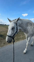Haltered horses out in Estaimpuis, Belgium