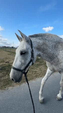 Haltered horses out in Estaimpuis, Belgium