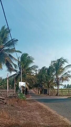 A video shows a road lined with palm trees. The sky is clear and blue. The road is paved and appears to be a rural road. There is a fence on the right side of the road, and fields beyond the fence. There is a signpost on the left side of the road. The palm trees are tall and have green leaves. The wind is blowing the leaves of the palm trees. The video is in landscape orientation.