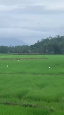 This is a wide shot of a vast, vibrant green rice paddy field under a cloudy, overcast sky. In the middle ground, several white egrets are scattered across the field, some standing still and others in motion. In the far background, a dense line of trees, punctuated by palm trees, forms a natural border along the edge of the paddy. Beyond the trees, mountains are faintly visible against the muted sky. A single bird is in flight in the upper portion of the frame, and another bird is seen in flight closer to the trees. The overall scene conveys a sense of rural tranquility and natural beauty.