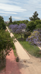 Daytime park pathways documented in València