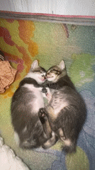 Sleeping kittens and overloaded coconut truck spotted in Lhokseumawe