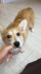 Early morning playtime between corgi and owner in Chaikovsky