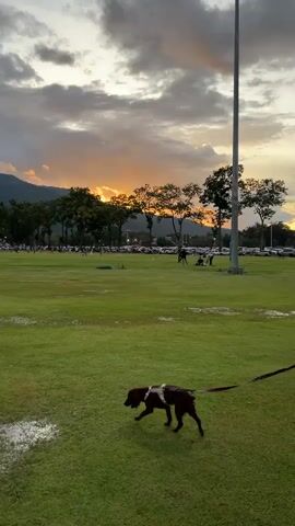 At dusk, a person walks a dog on a leash across a large, grassy field. The sky is cloudy with patches of orange and yellow as the sun sets behind distant mountains. Trees line the horizon, and parked cars are visible in the background. The dog is brown and white and is wearing a harness. The person is wearing a dark, long-sleeved shirt and shorts. The field appears to be wet in places, with some puddles of water. The overall atmosphere is peaceful and serene.