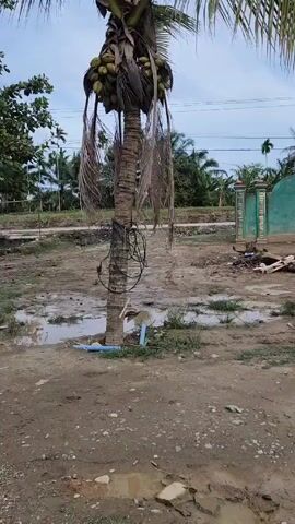 The video shows a lone coconut tree standing in a muddy, post-construction area. The tree is laden with coconuts at its crown. Some dead fronds hang down from the tree. A black cable is wrapped around the base of the tree trunk, and a short, blue plastic pipe is partially exposed in the ground near the base. In the background, other trees and a light blue building with a green-trimmed fence are visible. Power lines stretch across the sky. The ground is wet and muddy, with small puddles of water. There's construction debris and random objects strewn around. There are no people visible in the video.