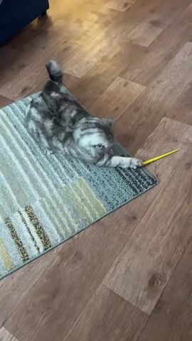 A grey and white tabby cat is on a rug on a wooden floor. The cat is biting at the edge of the rug. A yellow pencil is on the floor to the right of the rug. The rug is partially rolled up at the corner the cat is interacting with.