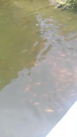 A video captures a pond teeming with numerous small, orange fish. The camera is positioned close to the water's edge, looking down at the fish. A white metal railing and a diamond plate surface are visible in the foreground, suggesting the vantage point is from a bridge or walkway. The water is murky and appears to have some aquatic plants or debris along the edges. The fish are swimming actively, creating ripples on the surface of the water.
