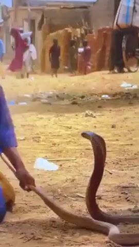 Here's a description of the video:
The video shows a young boy squatting on dirt ground with a large cobra snake facing him. The cobra is upright, its hood flared, and it appears to be focused on the boy. The boy is sticking his tongue out and laughing. In the background, blurry figures of people are visible, along with buildings and what appear to be stacked bricks or hay bales. A bicycle with a large container on the back is also visible in the background. The environment appears to be a village or residential area. The scene seems tense because of the close proximity between the boy and the potentially dangerous snake.