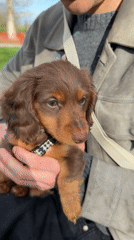 Couple plays with dachshund puppy in Montreal park