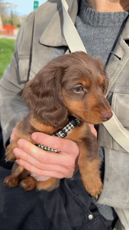 Couple plays with dachshund puppy in Montreal park