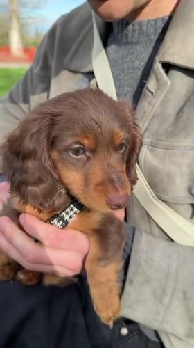 Couple plays with dachshund puppy in Montreal park