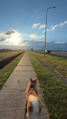 Dogs, ships, and waterfront calm in Chaikovsky