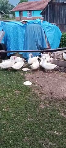 A flock of white ducks are in a yard. Some ducks are standing in a grassy area, while others are in a dirt area. A blue tarp is visible in the background, along with a wooden fence and a building. There is also a wooden structure filled with straw, and several ducks are standing in it.