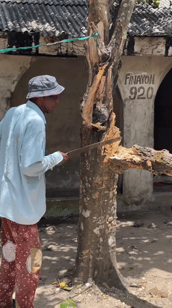 Tree cutting activity documented in Badagry residential area
