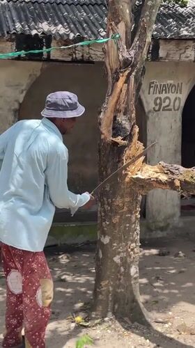 Tree cutting activity documented in Badagry residential area