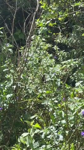 A butterfly flutters amongst a patch of green leafy plants and thin bare branches. The plants are covered in small purple flowers. The scene is bathed in dappled sunlight.