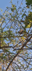 Squirrel activity documented in Venezuelan tree canopy over 14 minutes