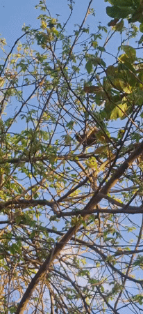 Squirrel activity documented in Venezuelan tree canopy over 14 minutes