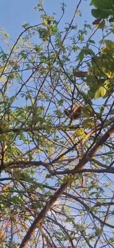 Squirrel activity documented in Venezuelan tree canopy over 14 minutes