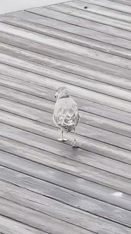 A seagull is walking on a wooden dock. The dock is made of planks that are oriented diagonally from the bottom left to the top right of the frame. The water is visible behind the dock. The seagull is facing away from the camera and then turns its head to the left.