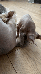 Hairless cat and dog play together in Russian home