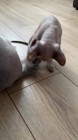 On a light-colored wood floor, a small Sphynx cat stands near another hairless dog. The dog is lying down. The Sphynx cat is trying to bite the dog’s tail. The dog is partially out of view, but the Sphynx cat is the central focus.